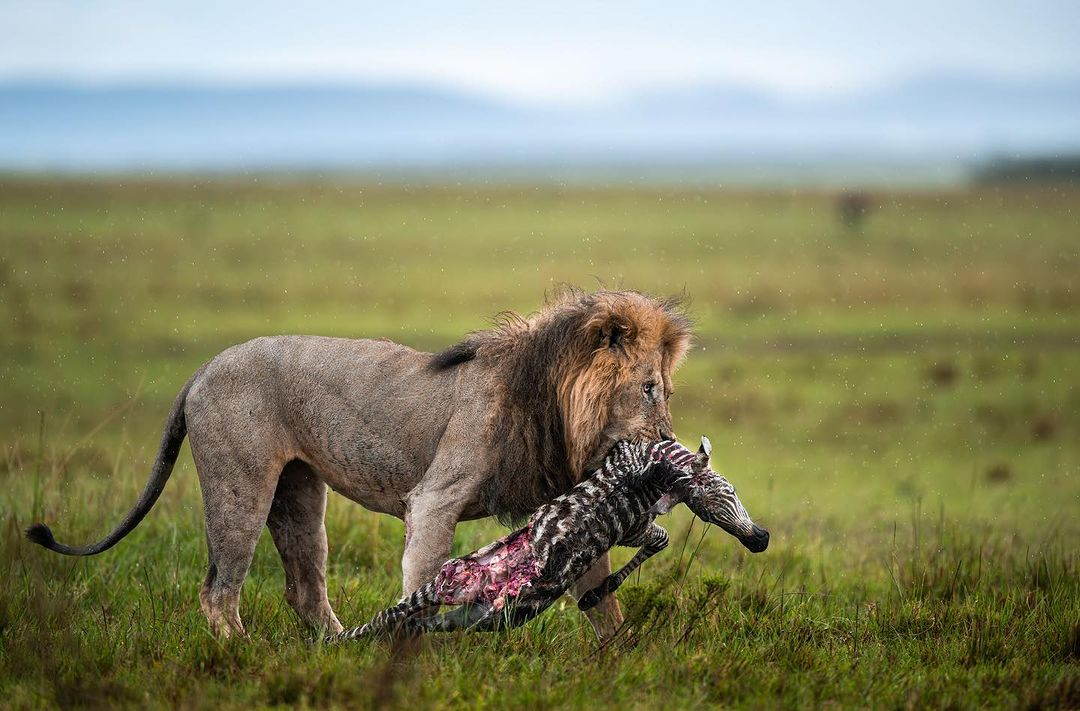 Explore the iconic parks of Tanzania on a 6-day camping safari, with stunning views and wildlife